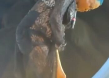 indécence : les réactions après la prestation de tchakala au Sonolive Fest